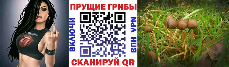 Псилоцибиновые грибы прущие грибы Сочи